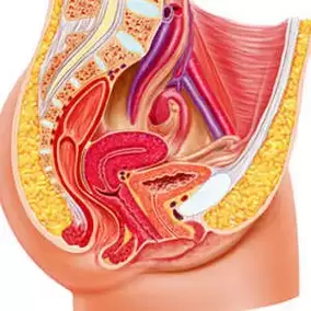 żeński układ moczowo-płciowy i punkt gee