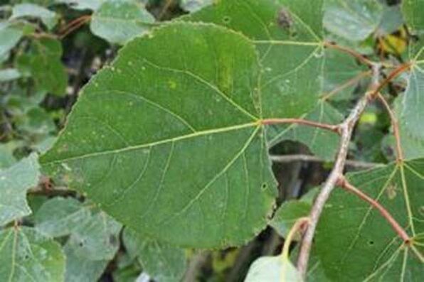 Aspen pozostawia do leczenia wlewu